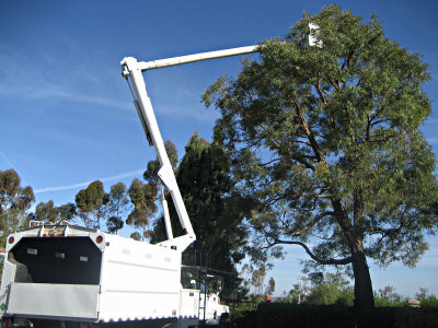 tree trimming and pruning